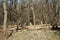 A cat on logs in a forest with fallen trees and deadwood on a sunny February day. Kaulsdorf, Berlin, Germany