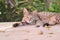 Cat Looking At Camera.The rusty-spotted cat is smallest members of wild cat found only in India and known as hummingbird of the