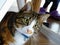 A cat looking with full attention and playing, a cute cat under a table.