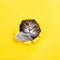 The cat is looking through a torn hole in yellow paper. Playful mood kitty. Unusual concept, copy space