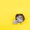 The cat is looking through a torn hole in yellow paper. Playful mood kitty. Unusual concept, copy space