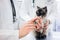 Cat looking at vaccine injection being prepared by veterinarian