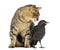 Cat looking at a Western Jackdaw, isolated