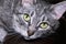 Cat looks close-up. Big green pet eyes. Face gray striped cat with big whiskers. Feline portrait