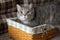 The cat looks incredulous and skeptical. Fat tabby British cat sits in a wicker basket