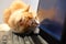 Cat looks at the laptop screen. Freelance, remote work, online training. Funny animal
