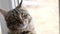 Cat looks outside from the window. Closeup portrait of a gray striped domestic cat sitting on a windowsill. Image for