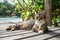 Cat lounges peacefully on hot summer day in idyllic setting