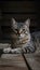 Cat lounges on wooden surface, basking in warmth and comfort