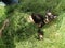 Cat lounging in freshly cut grass