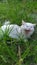 A Cat Lounging in The Green Grass.