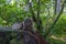 Cat lounging on a tree stump