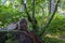 Cat lounging on a tree stump