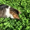 Cat in the lush clover patch