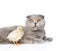 Cat lying with chicken together. on white background