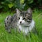 Cat lying on garden grass, enjoying a peaceful day