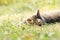 Cat lying in grass and playing