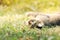 Cat lying in grass and playing