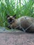 cat lying on the lawn in front of a railing