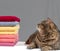 Cat lying near a stack of various colors towels