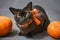 Cat lying by pumpkins on Halloween