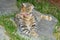 Cat Lying on a Rock Looking Skyward