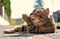 Cat lying on the street and licking a paw