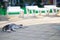 Cat lying on streetcat lies on the street. resting in the sun