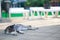 Cat lying on streetcat lies on the street. resting in the sun