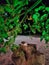 Cat lying on a trunk among the tree vegetation