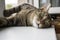 Cat lying on the windowsill