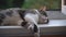 Cat lying on windowsill close-up. Grey kitten resting near window. Furry pedigreed pet relaxing. Domestic animal in