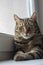 Cat lying on the windowsill, domestic tiger marble coated animal looking into camera