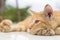 Cat lying on the wooden floor in the background blurred close up playful cats
