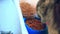 Cat maine coon eating cat-food, sitting on the