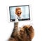 Cat making online video call with doctor