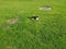 Cat and manhole on a green, grassy area