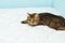 Cat on mattress with shallo DOF