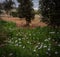 Cat in a meadow of flowers. Gardens of Valletta. Malta