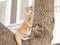 When cat meets dog, frightened cat standing on tree staring at a dog not in camera, adorable kitten ready to escape