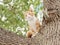 When cat meets dog, frightened cat standing on tree staring at a dog not in camera, adorable kitten ready to escape