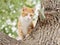 When cat meets dog, frightened cat standing on tree staring at a dog not in camera, adorable kitten ready to escape