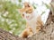 When cat meets dog, frightened cat standing on tree staring at a dog not in camera, adorable kitten ready to escape