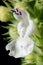 Cat-Mint Nepeta cataria. Flower Closeup