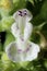 Cat-Mint Nepeta cataria. Flower Closeup