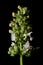 Cat-Mint (Nepeta cataria). Inflorescence Closeup