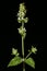 Cat-Mint (Nepeta cataria). Inflorescence Closeup