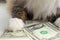 Cat with money. Cat put his paw on dollars. The cat has money. Economy concept. Money to buy cat food. Save money. Dollar fall. Pr