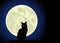 Cat. Moon.