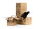 Cat with moving carton boxes stack